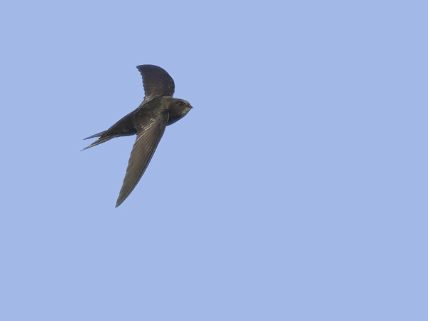 Tervapääsky, Common Swift, Apus apus